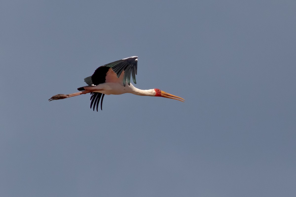 Yellow-billed Stork - ML624584111