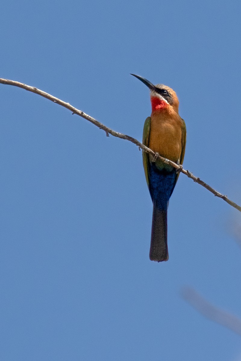 White-fronted Bee-eater - ML624584124