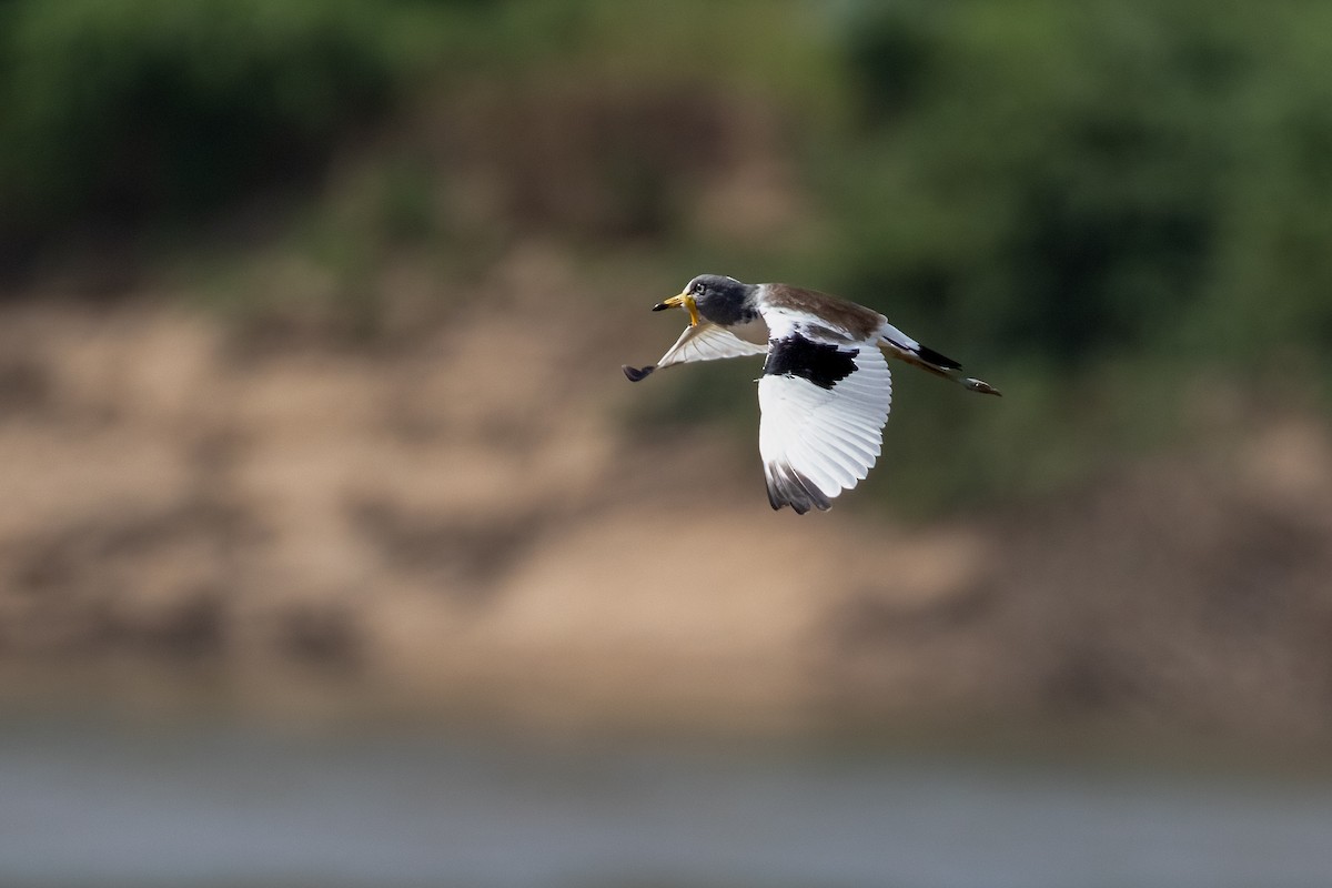 White-crowned Lapwing - ML624584132