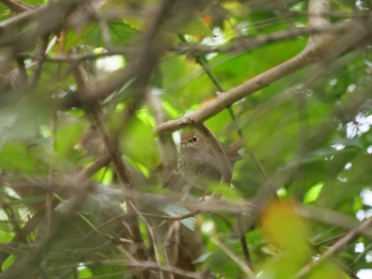 Rufous-tailed Robin - ML624584134