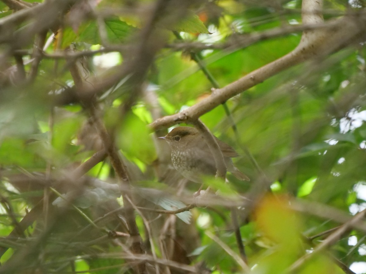 Rufous-tailed Robin - ML624584135