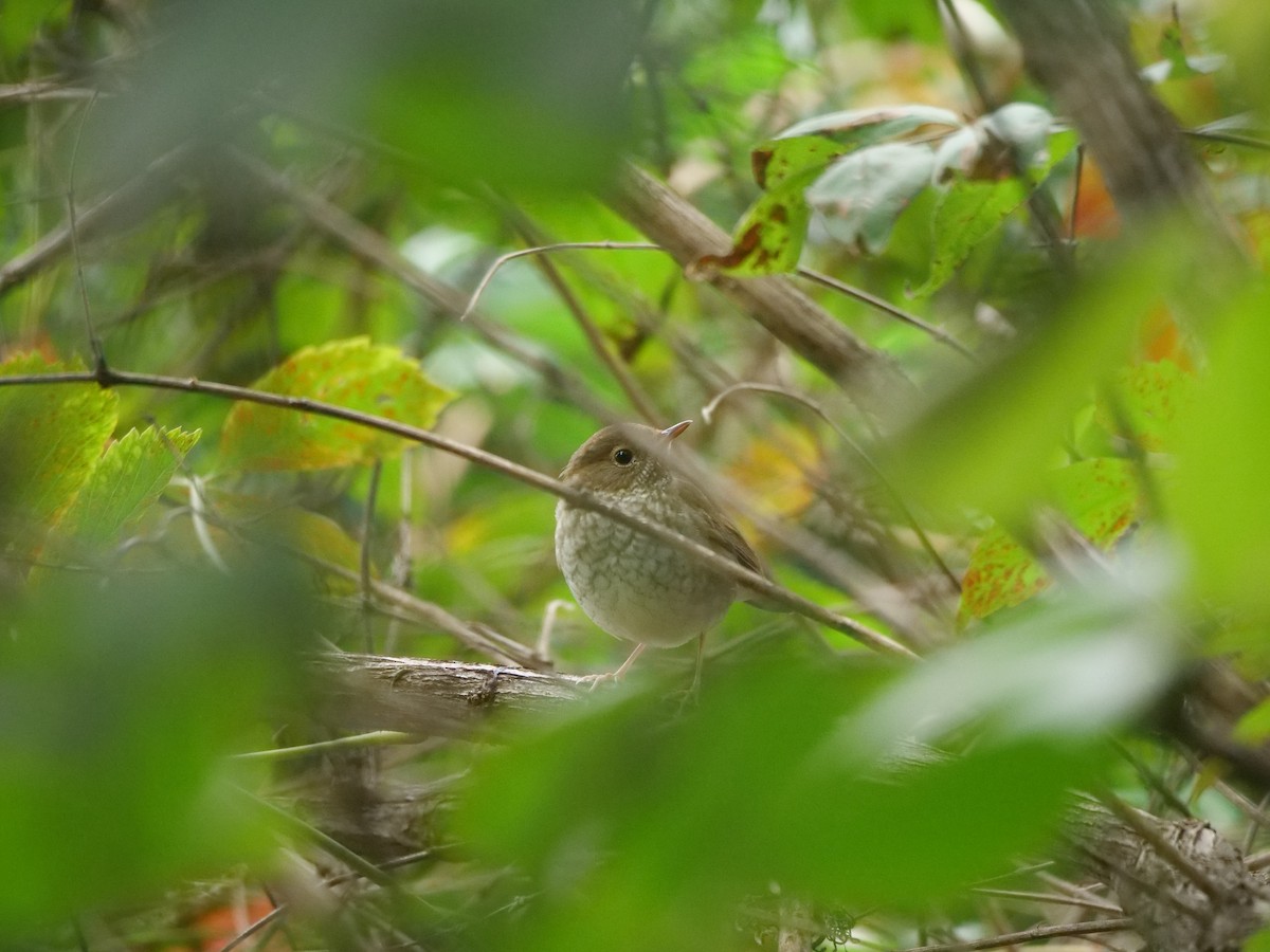 Rufous-tailed Robin - ML624584137