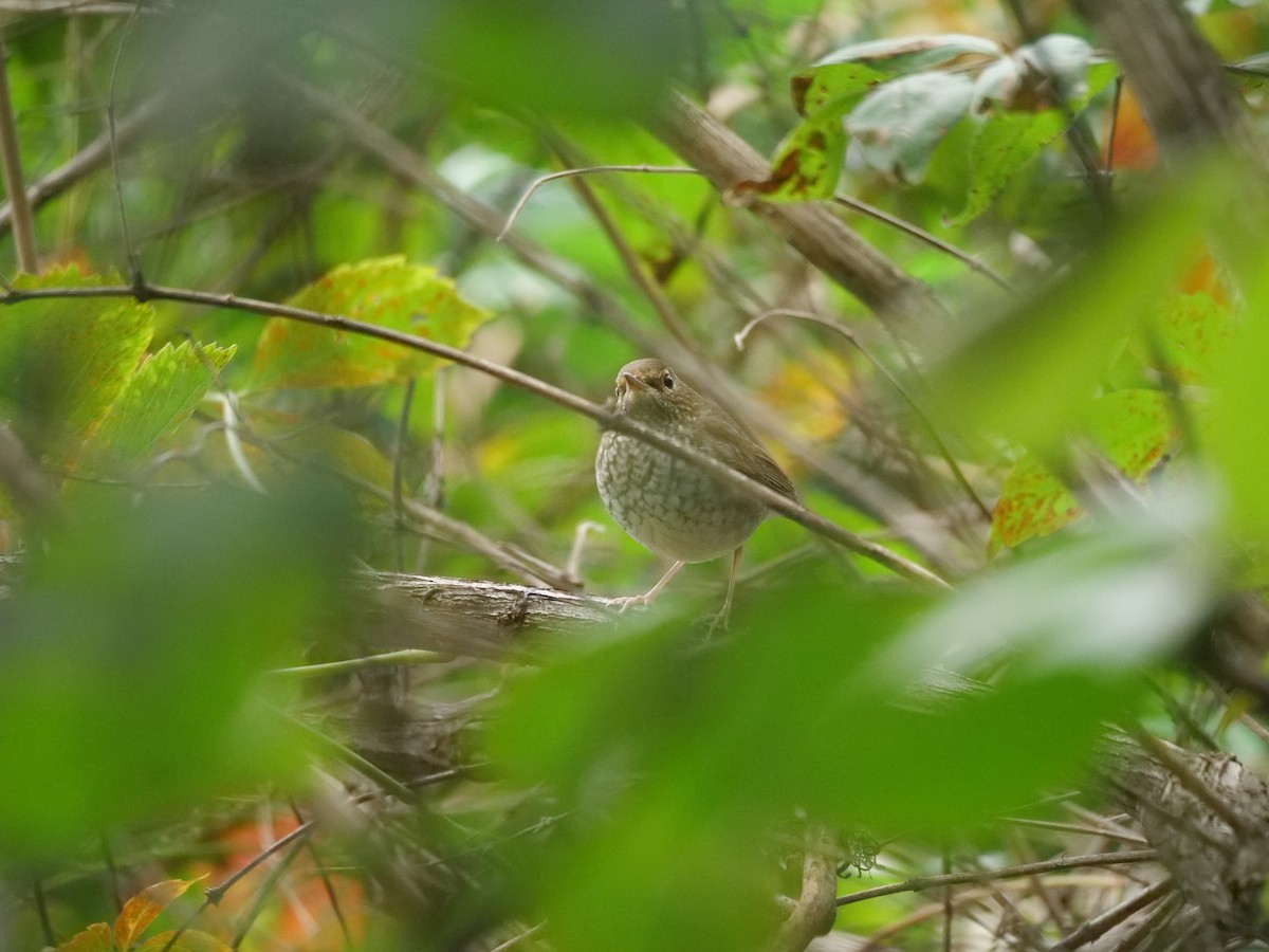 Rufous-tailed Robin - ML624584138