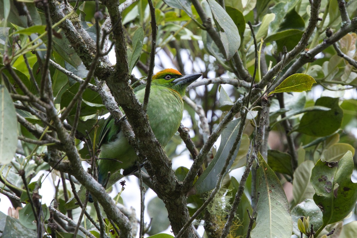 Flame-fronted Barbet - ML624584140