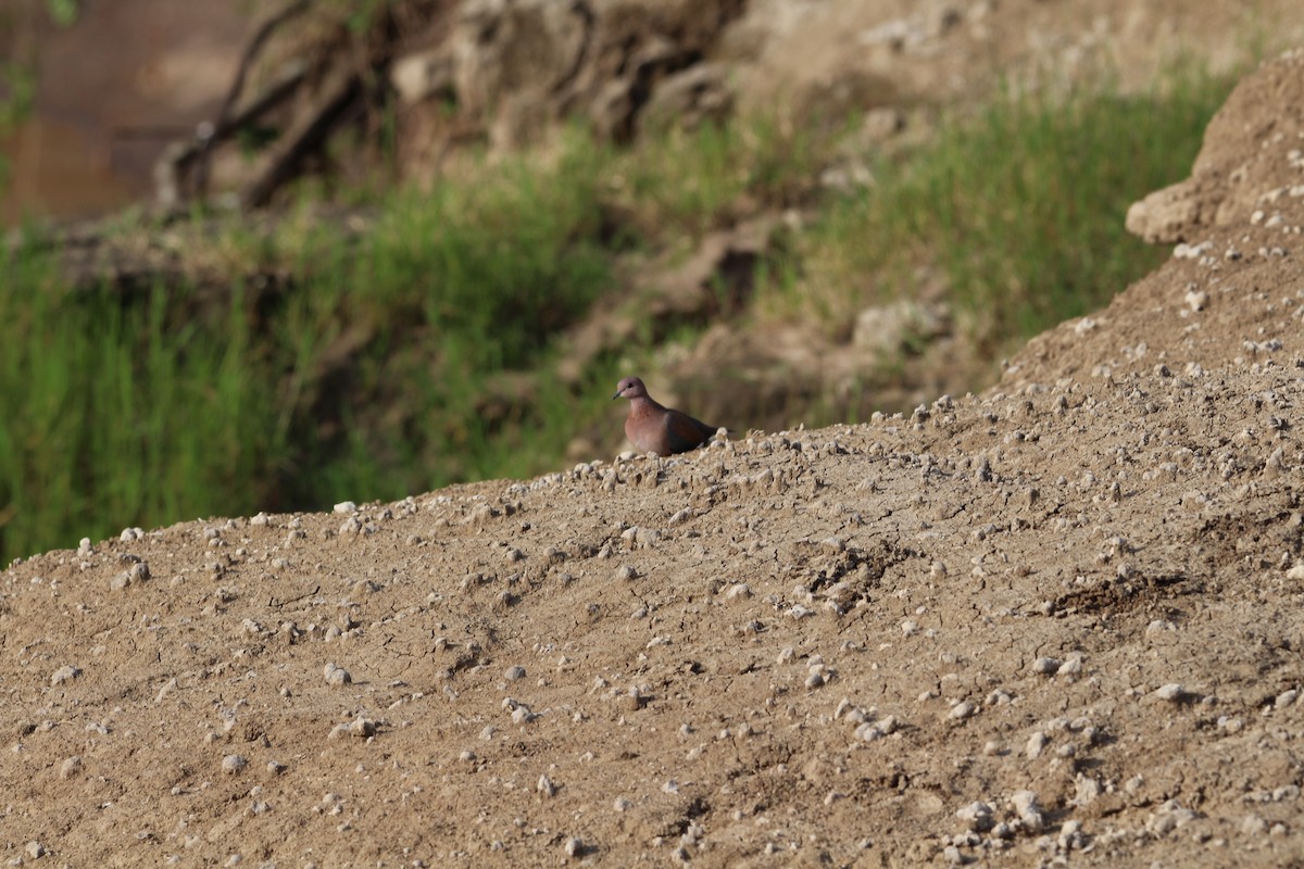 Laughing Dove - ML624584141