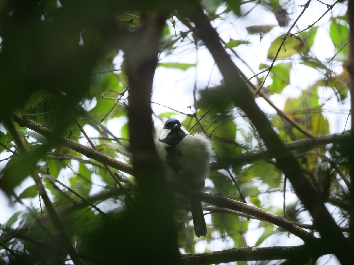 Japanese Tit - ML624584142