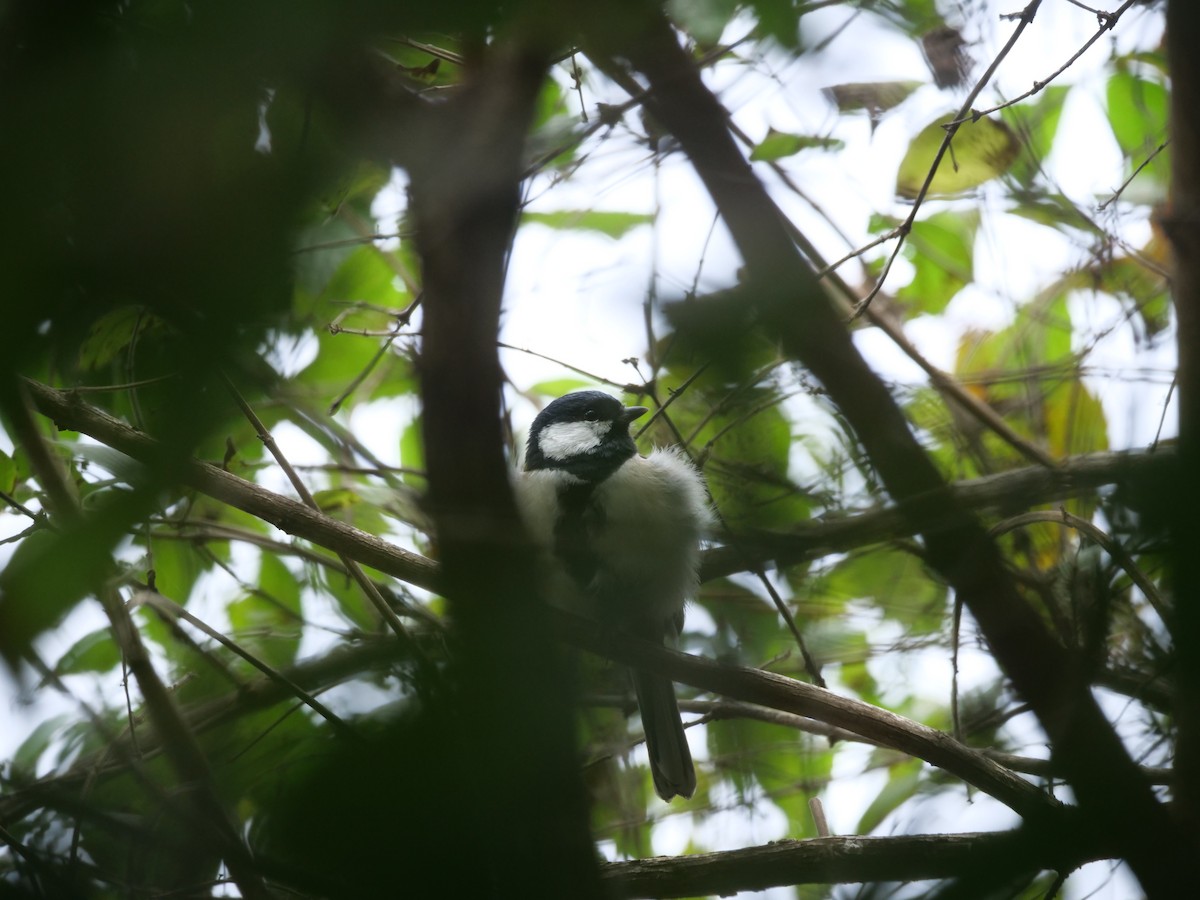 Japanese Tit - ML624584144