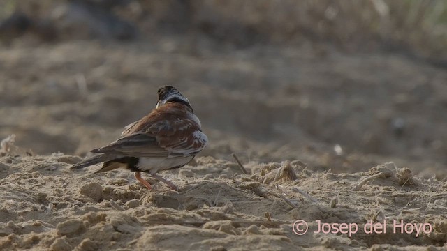 Chestnut-backed Sparrow-Lark - ML624584148