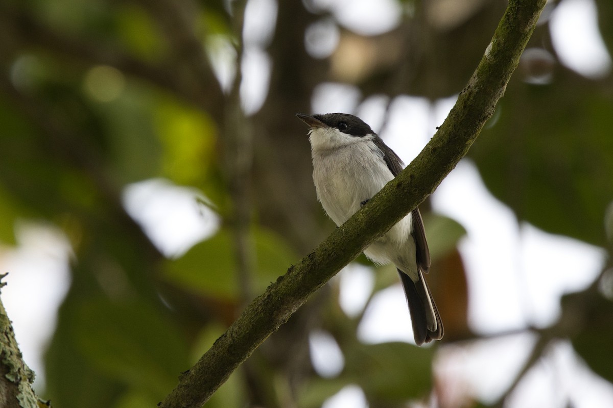 Black-winged Flycatcher-shrike - ML624584149