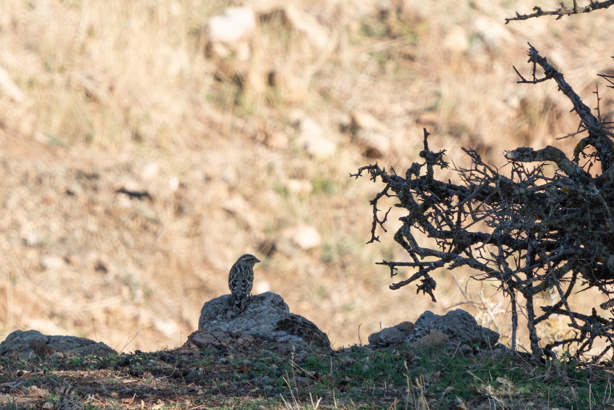 Rock Sparrow - ML624584150