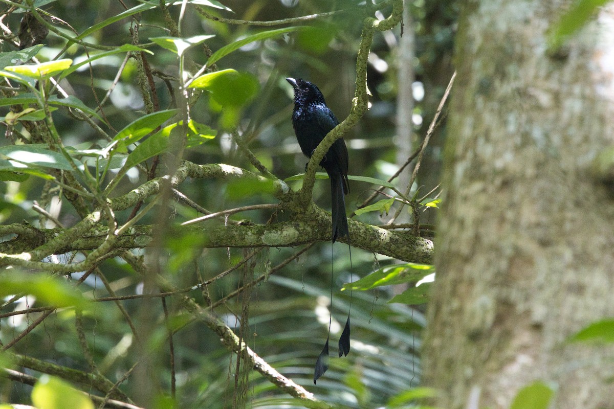 Greater Racket-tailed Drongo - ML624584151