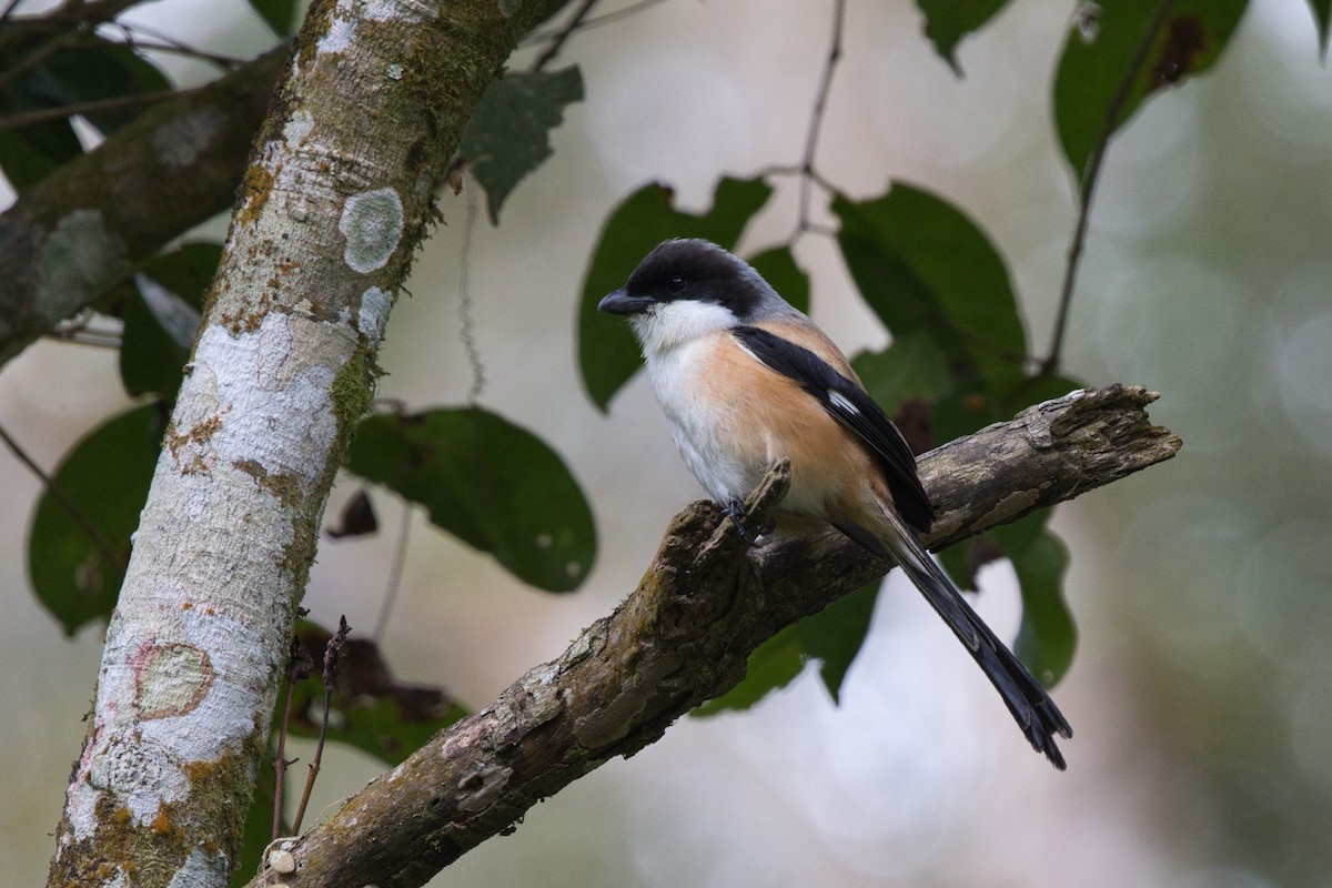 Long-tailed Shrike (bentet) - Tomas Mazak