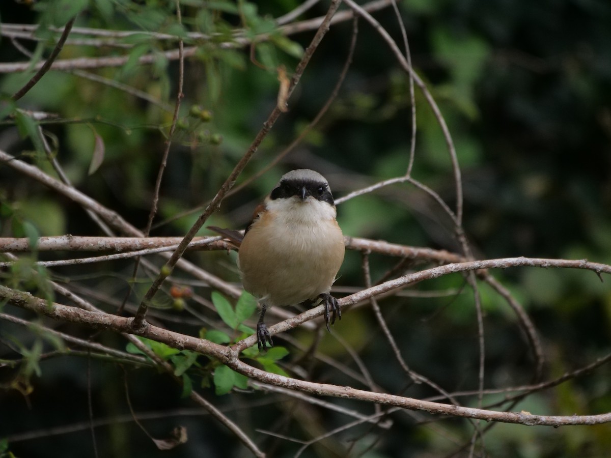 Long-tailed Shrike - ML624584153