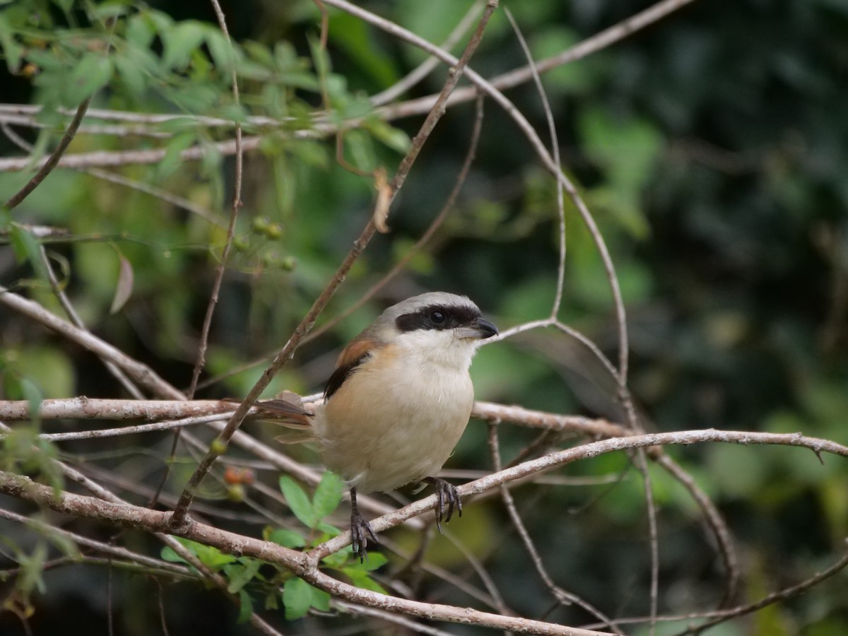 Long-tailed Shrike - ML624584154