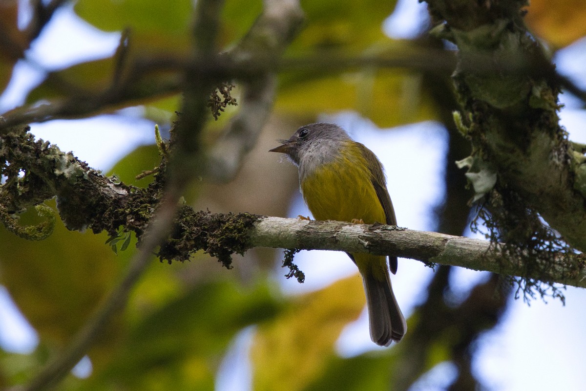 Gray-headed Canary-Flycatcher - ML624584155