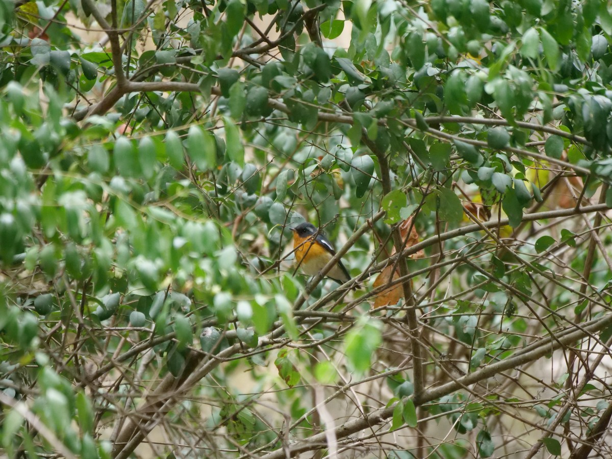 Mugimaki Flycatcher - ML624584156