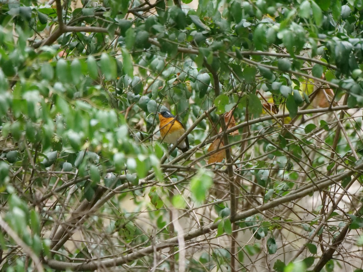 Mugimaki Flycatcher - ML624584157