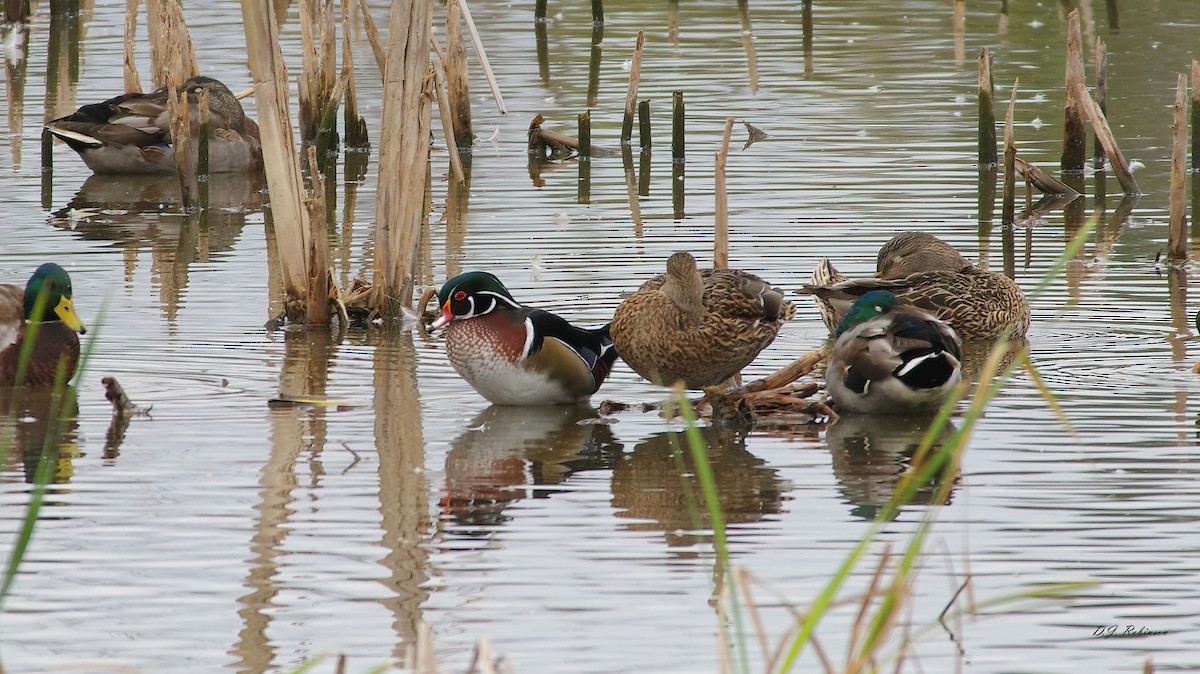 Wood Duck - ML624584158