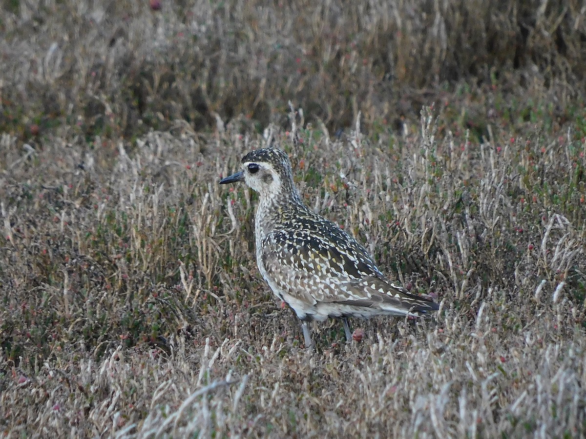 Pacific Golden-Plover - George Vaughan