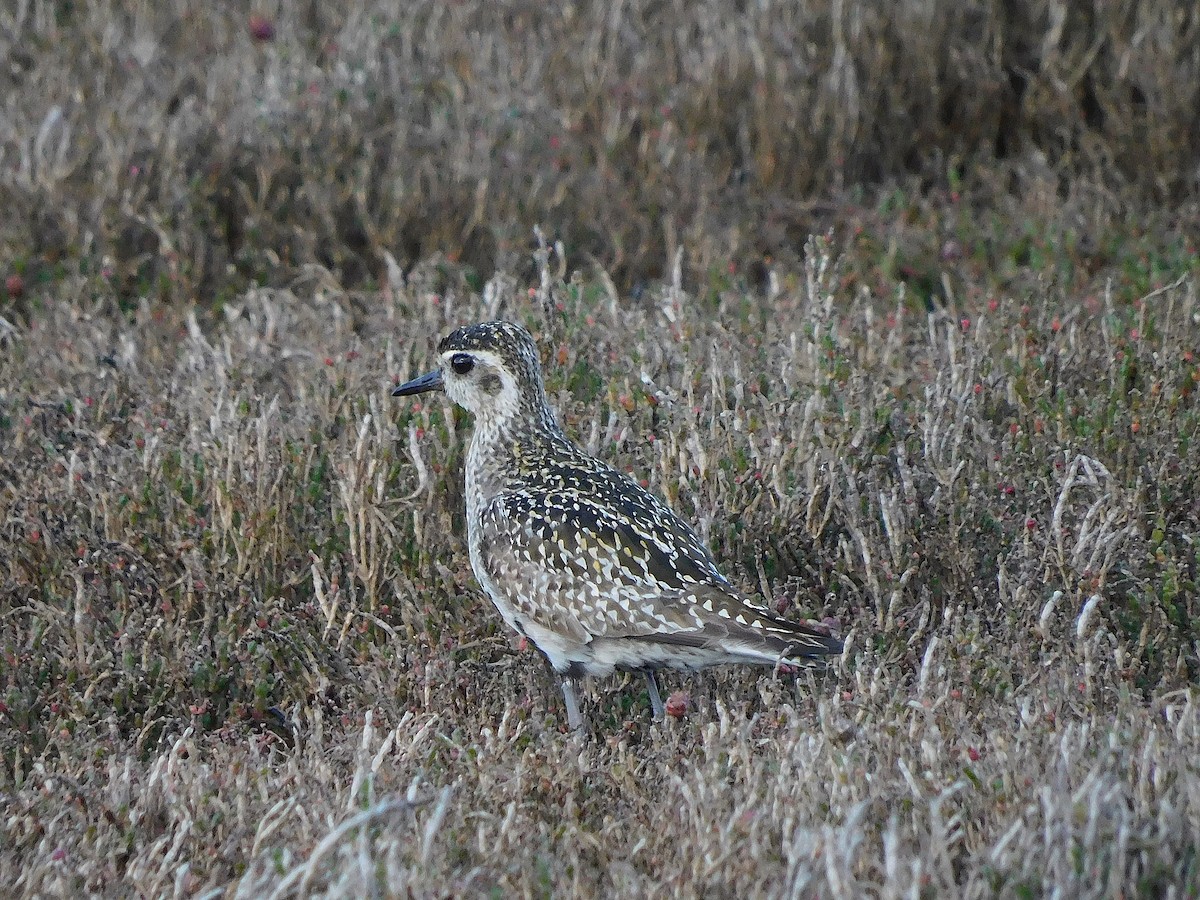 Pacific Golden-Plover - ML624584160