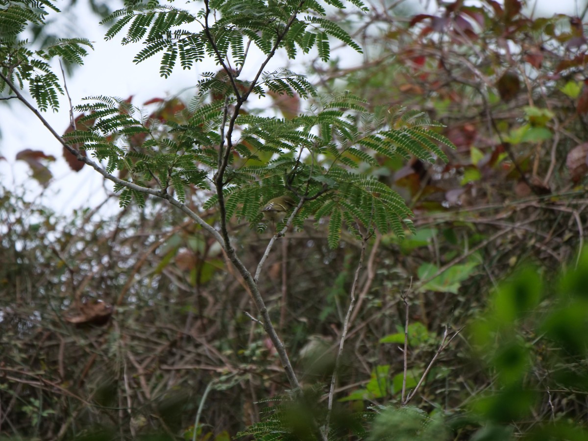 Yellow-browed Warbler - ML624584162