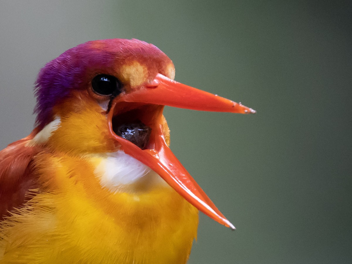 Rufous-backed Dwarf-Kingfisher - ML624584165