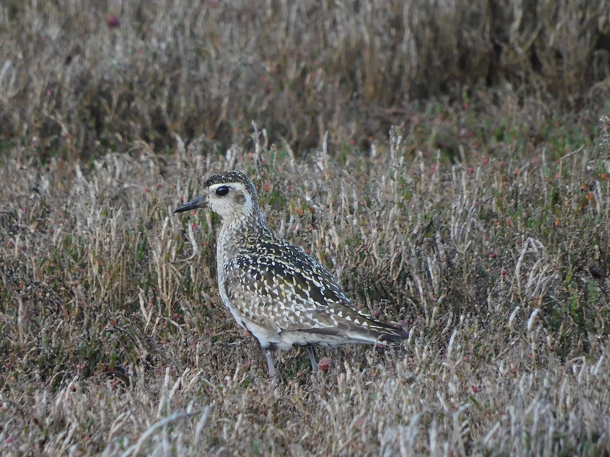 Pacific Golden-Plover - ML624584167