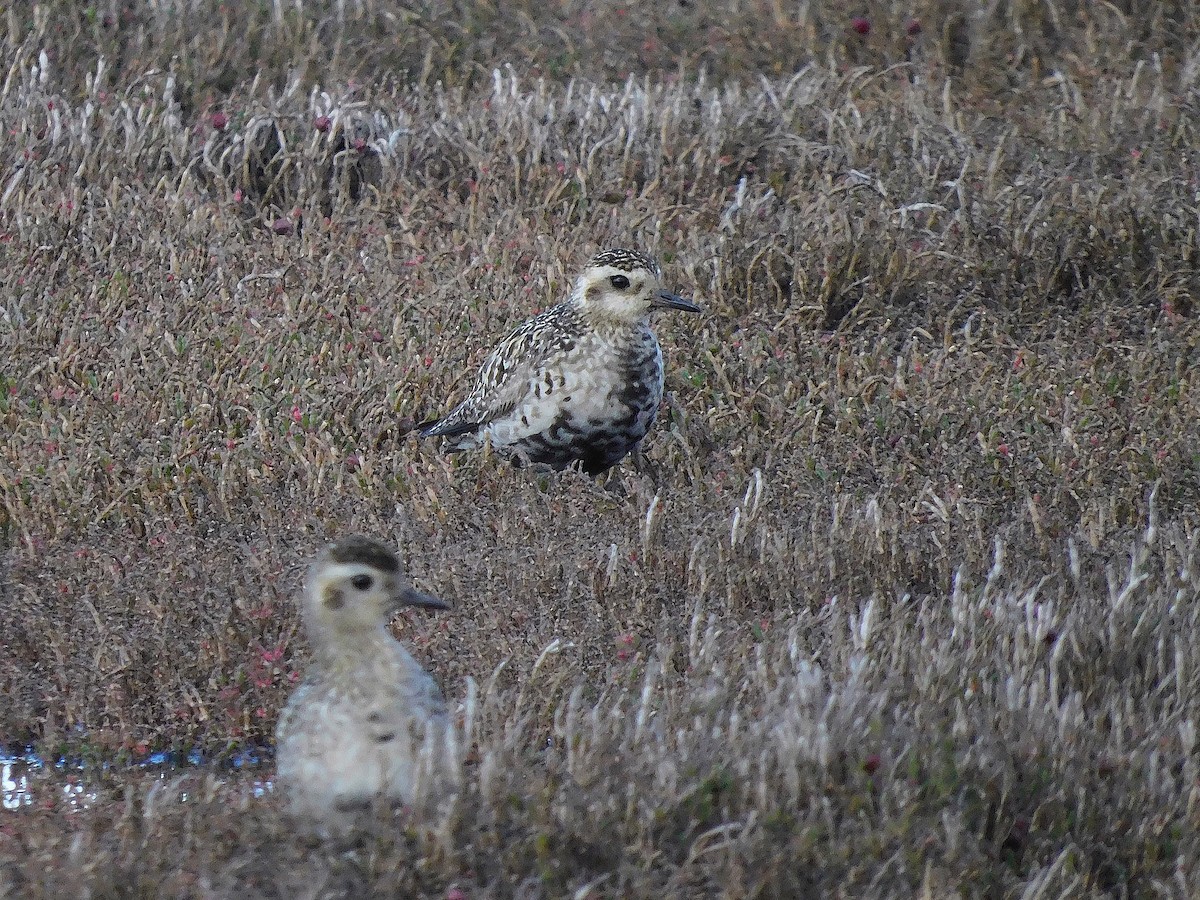 Pacific Golden-Plover - ML624584168