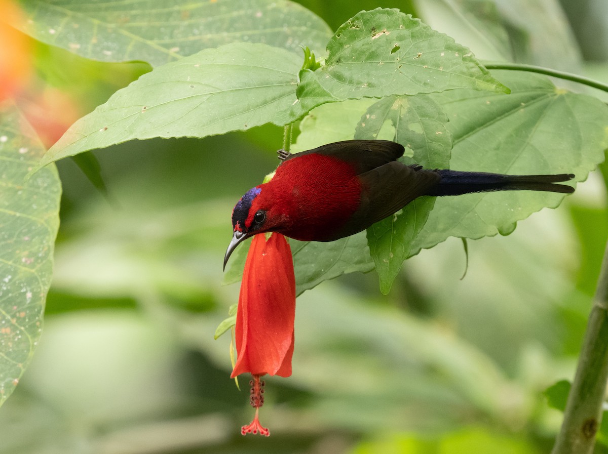 Javan Sunbird - ML624584188