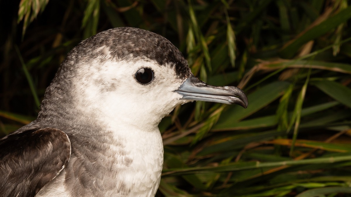 Little Shearwater - ML624584213