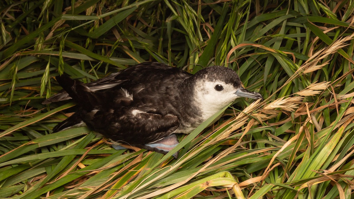 Little Shearwater - ML624584214