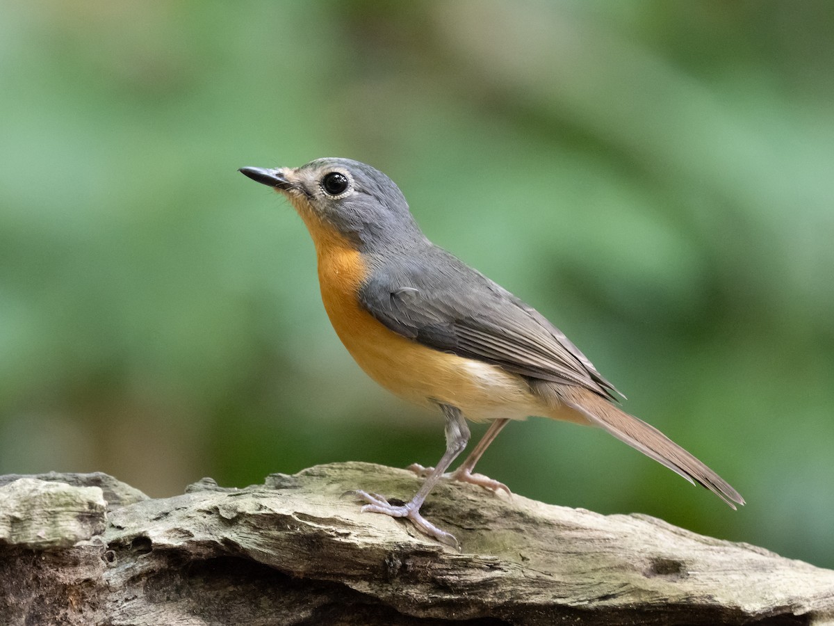 Javan Blue Flycatcher - ML624584286