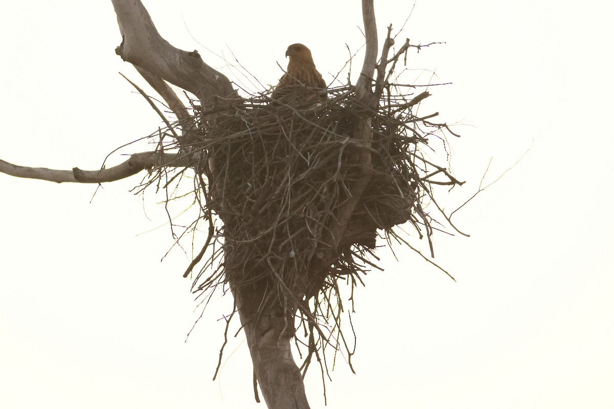 Whistling Kite - ML624584287