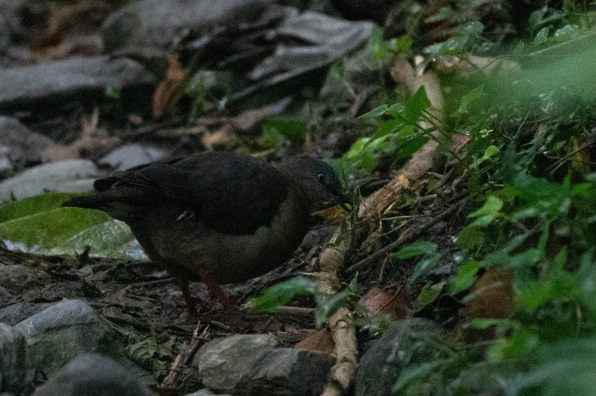 Tolima Dove - ML624584394