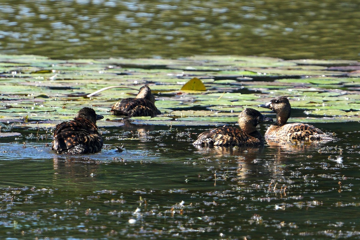 White-backed Duck - ML624584430