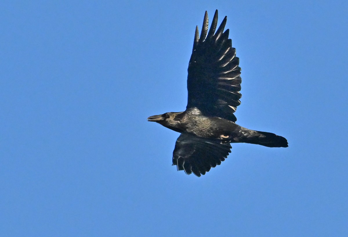 Common Raven - ML624584533