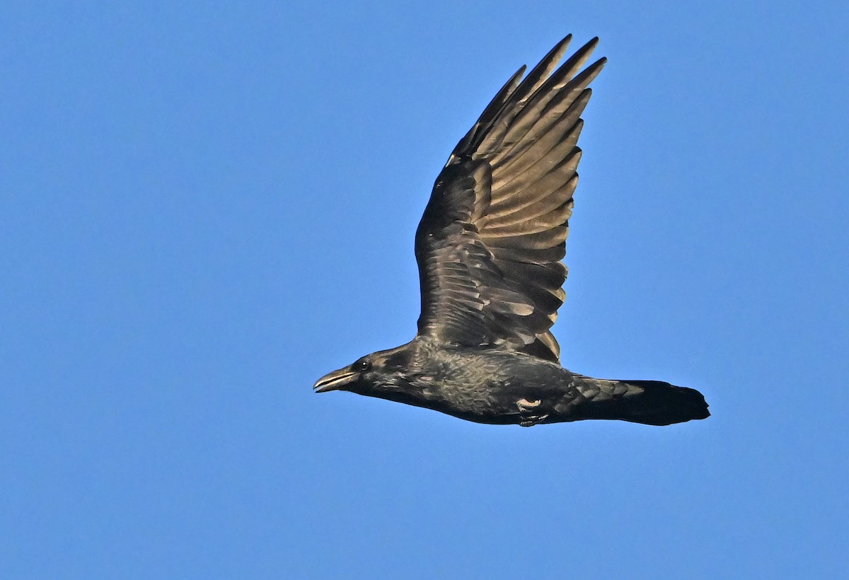 Common Raven - ML624584535