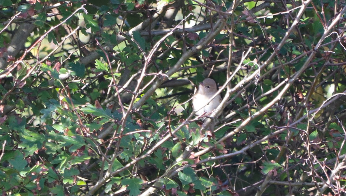 Garden Warbler - ML624584563