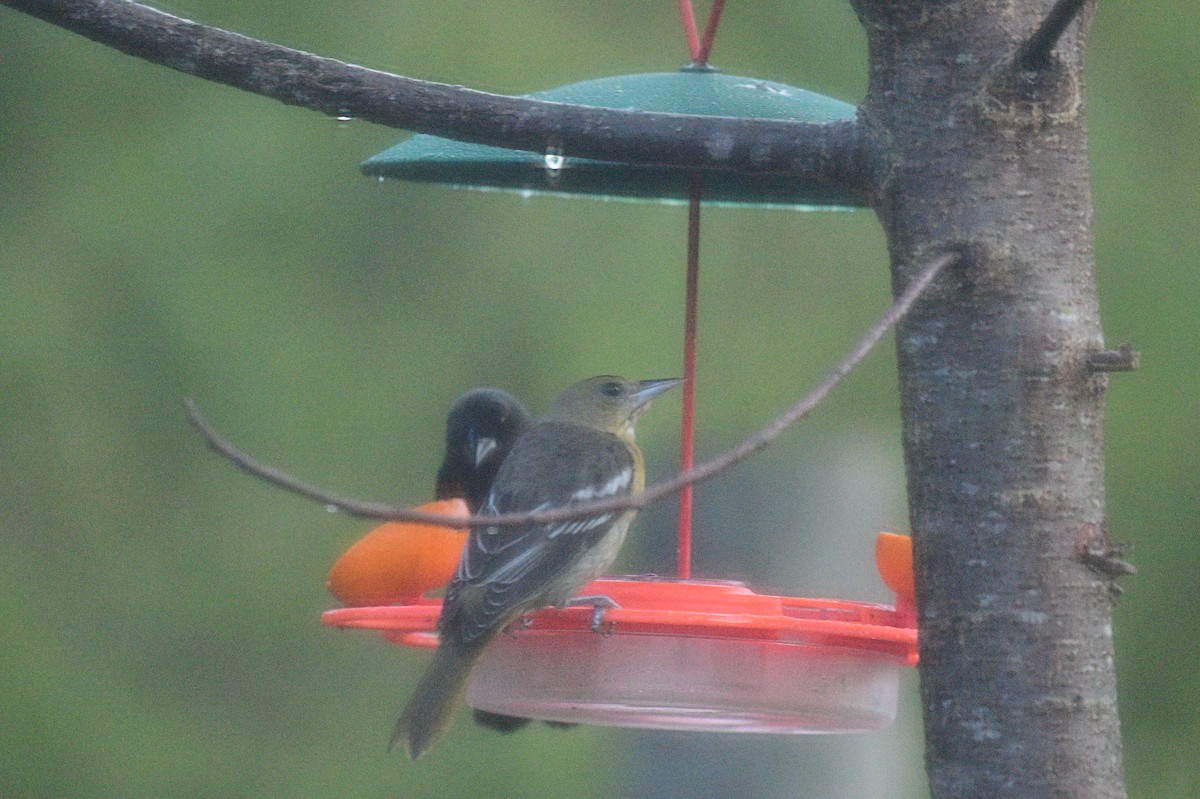 פזאי צפוני - ML624584564