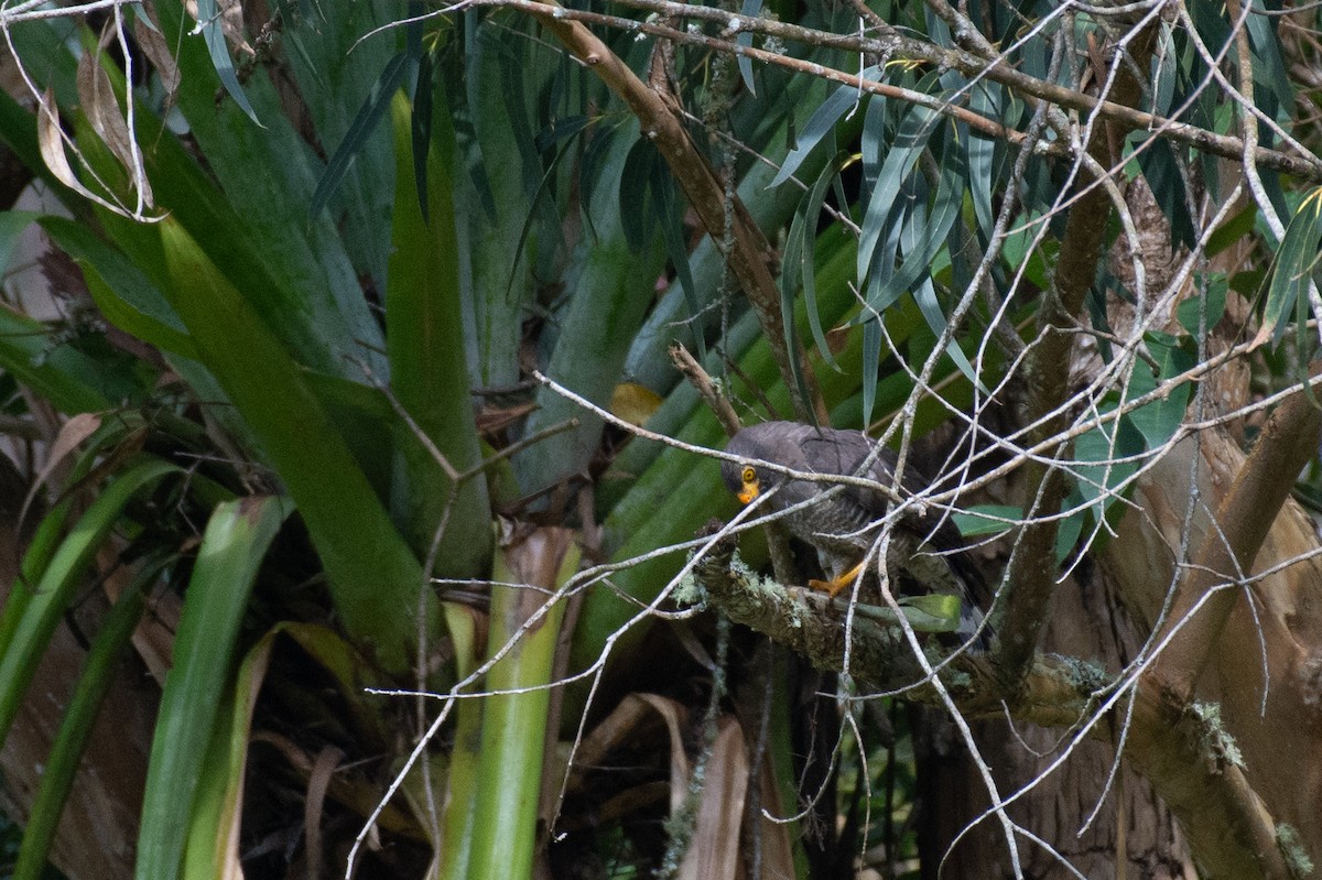 Roadside Hawk (Northern) - ML624584571