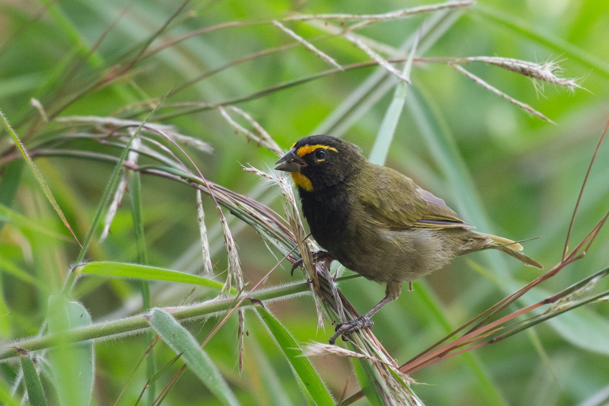 Yellow-faced Grassquit - ML624584572