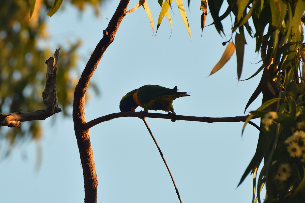 Rainbow Lorikeet - ML624584574