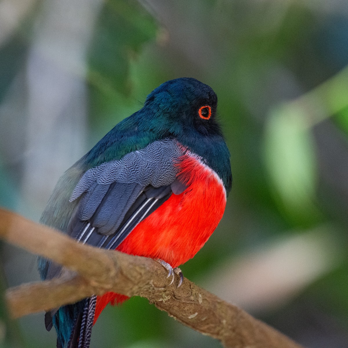 Masked Trogon - ML624584607