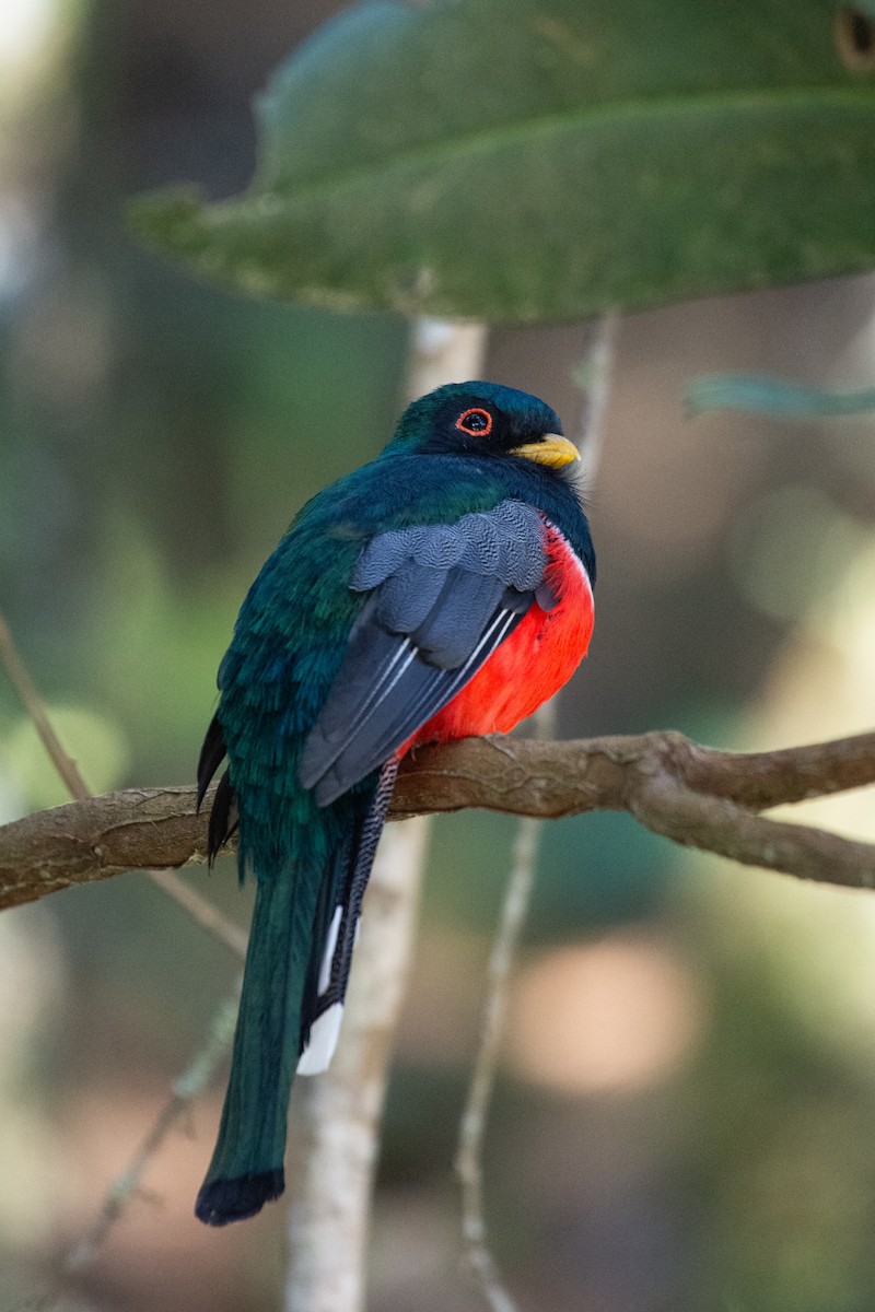 Masked Trogon - ML624584608