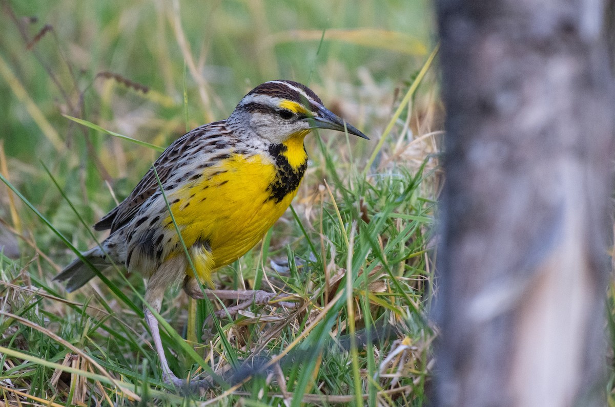 Eastern Meadowlark - ML624584613