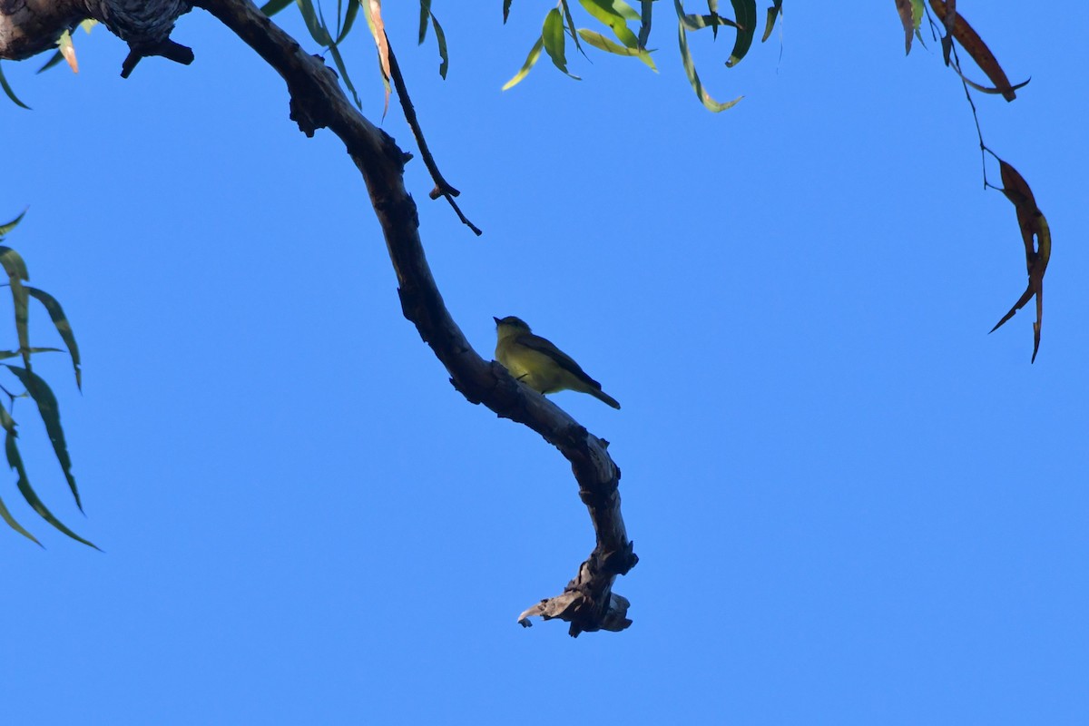 Lemon-bellied Flyrobin - ML624584616