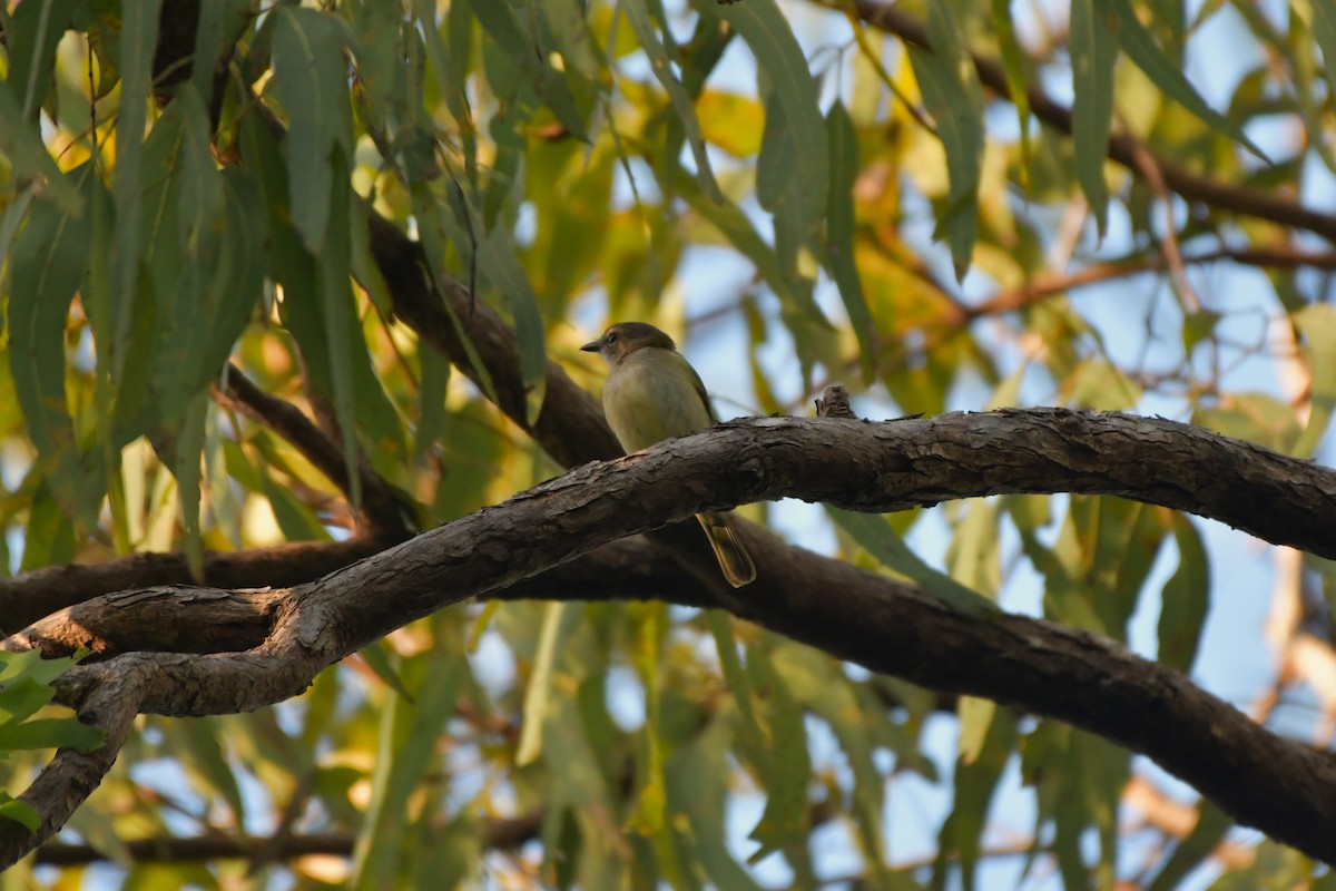 Lemon-bellied Flyrobin - ML624584617