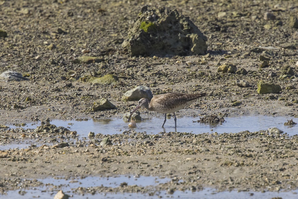 Whimbrel (Siberian) - Hugo Cobos