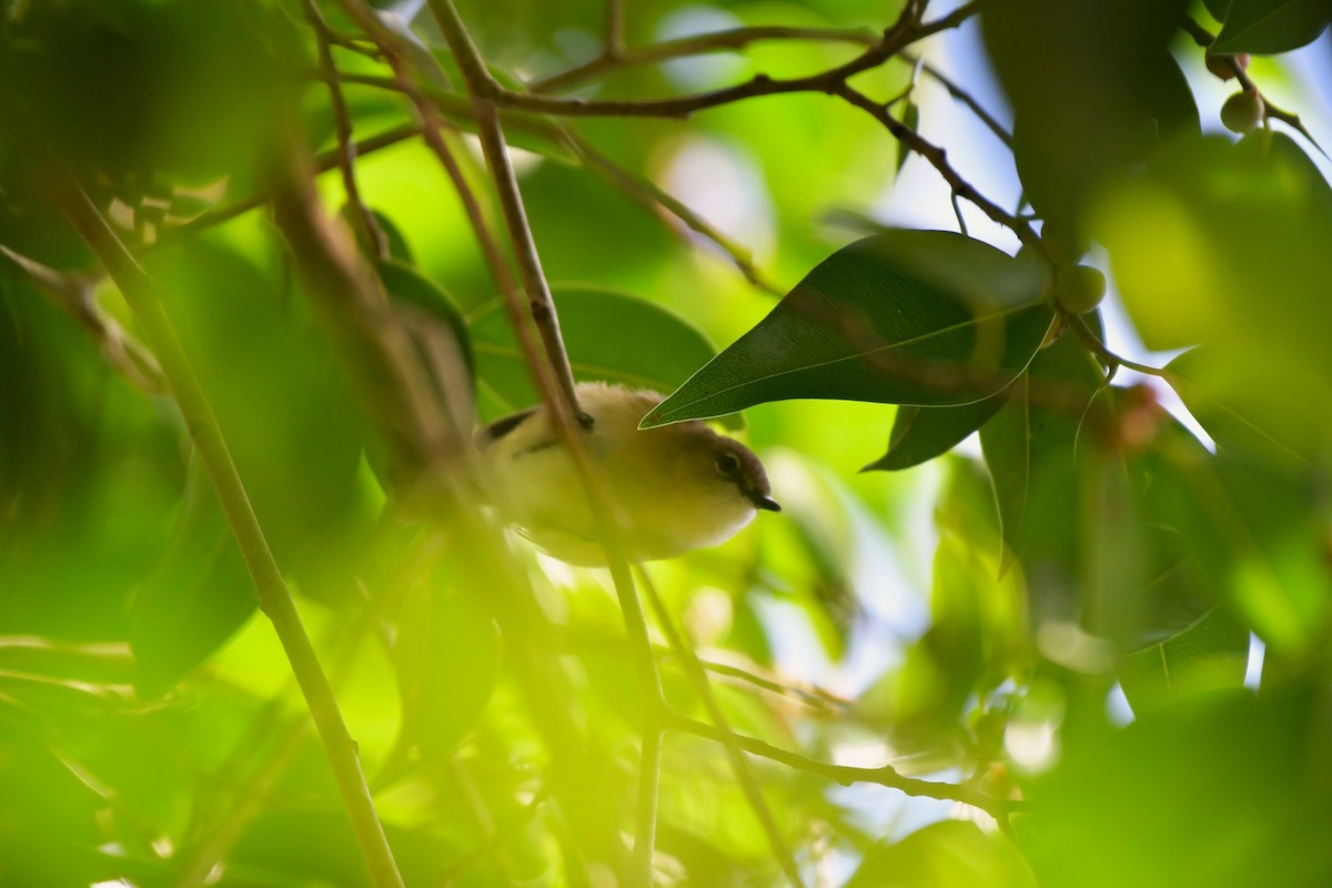 Large-billed Gerygone - ML624584628