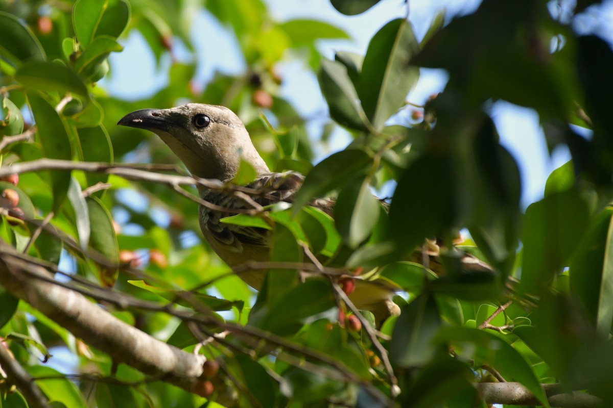 Great Bowerbird - ML624584630